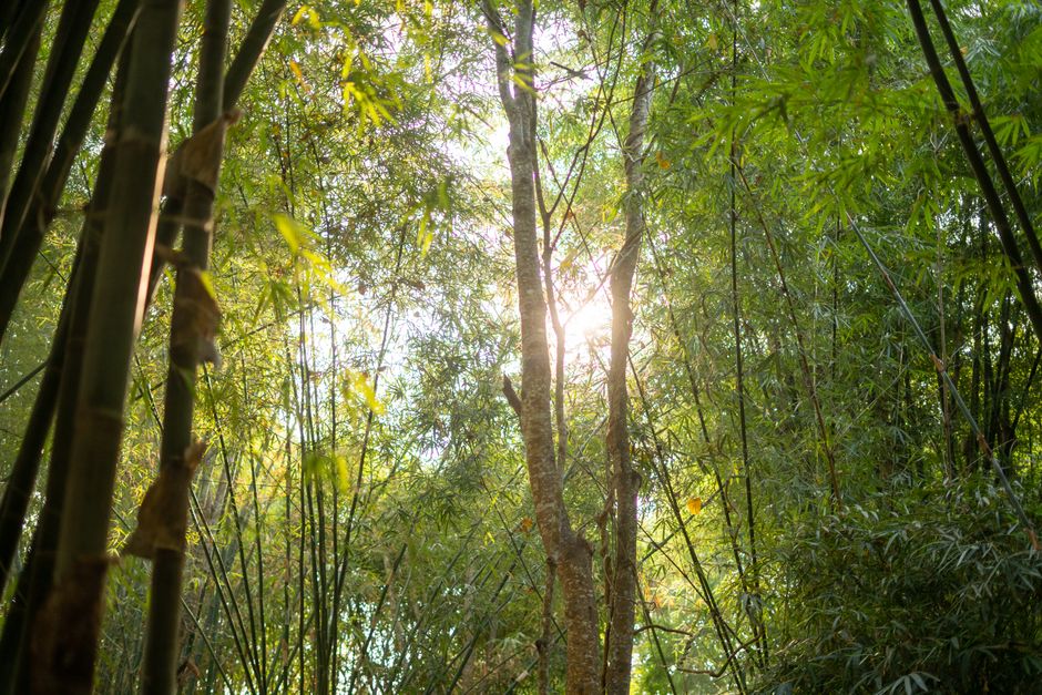Forest Frequencies: Why Time Among Trees Leaves Us Refreshed
